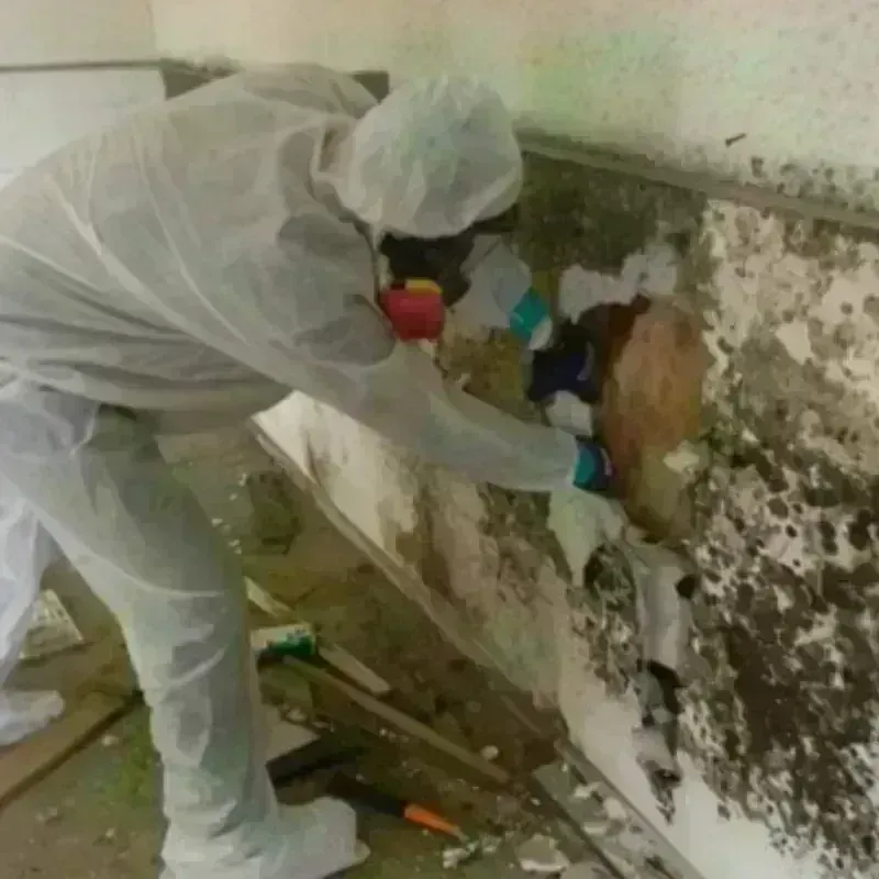 Mold Remediation and Removal in Spanaway, WA